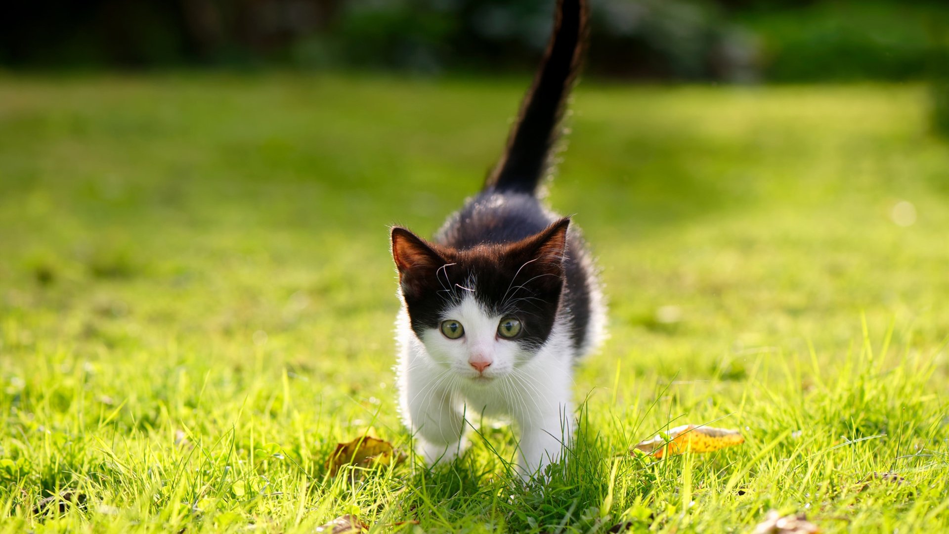 黑白直播在线观看nba-新火与旧焰，当弗拉霍维奇重燃古典之光，尼斯用数据利刃轻取曼城