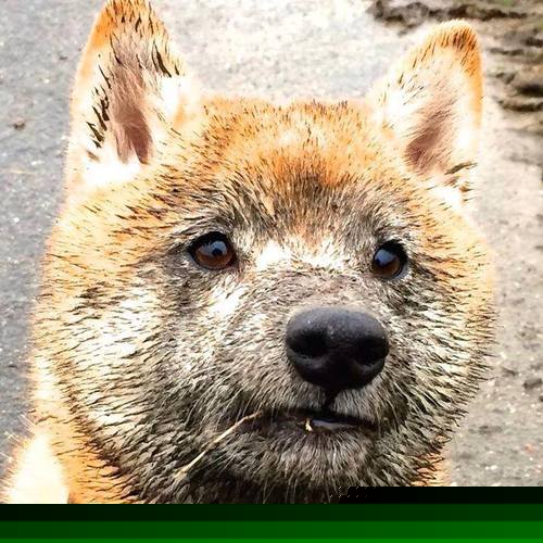 黑白直播nba-赖斯之夜，当压哨绝杀遇见季后赛接管