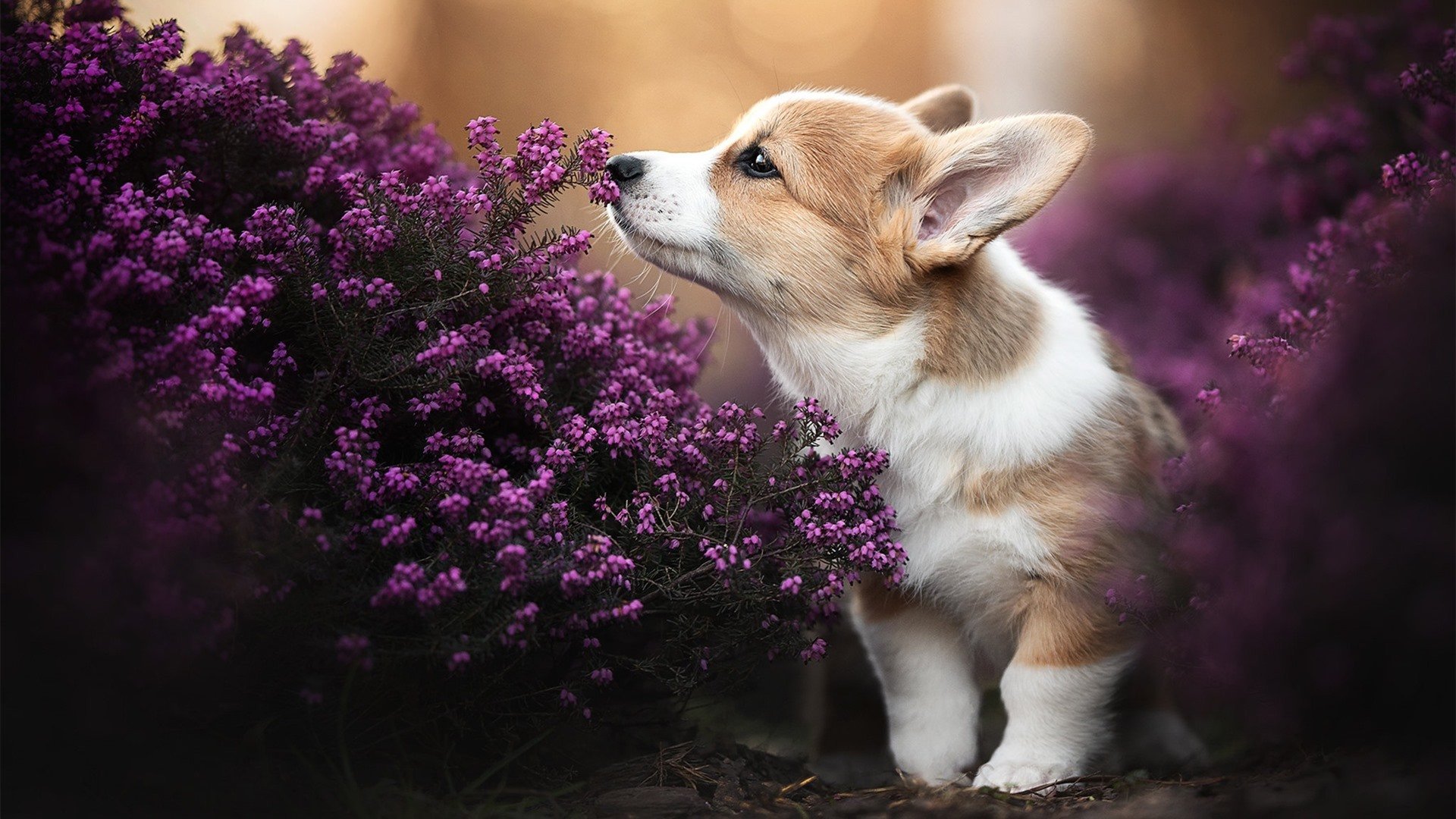 从老将到传奇，C罗奥运周期关键战之夜全程高能输出