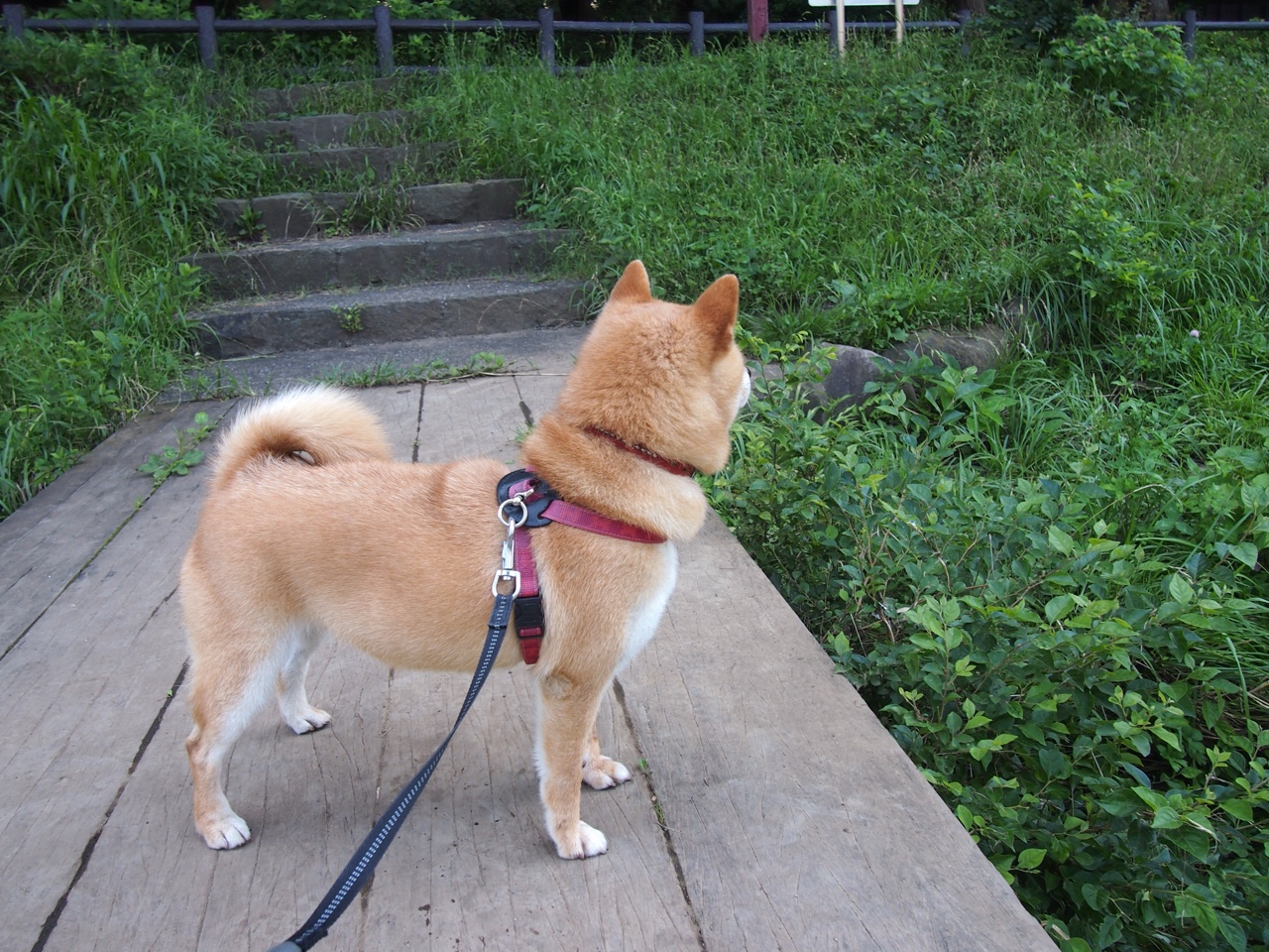 欧文魔术师降临，当马刺节奏被东方铁骑撕碎，一个人的独舞如何改写战场法则