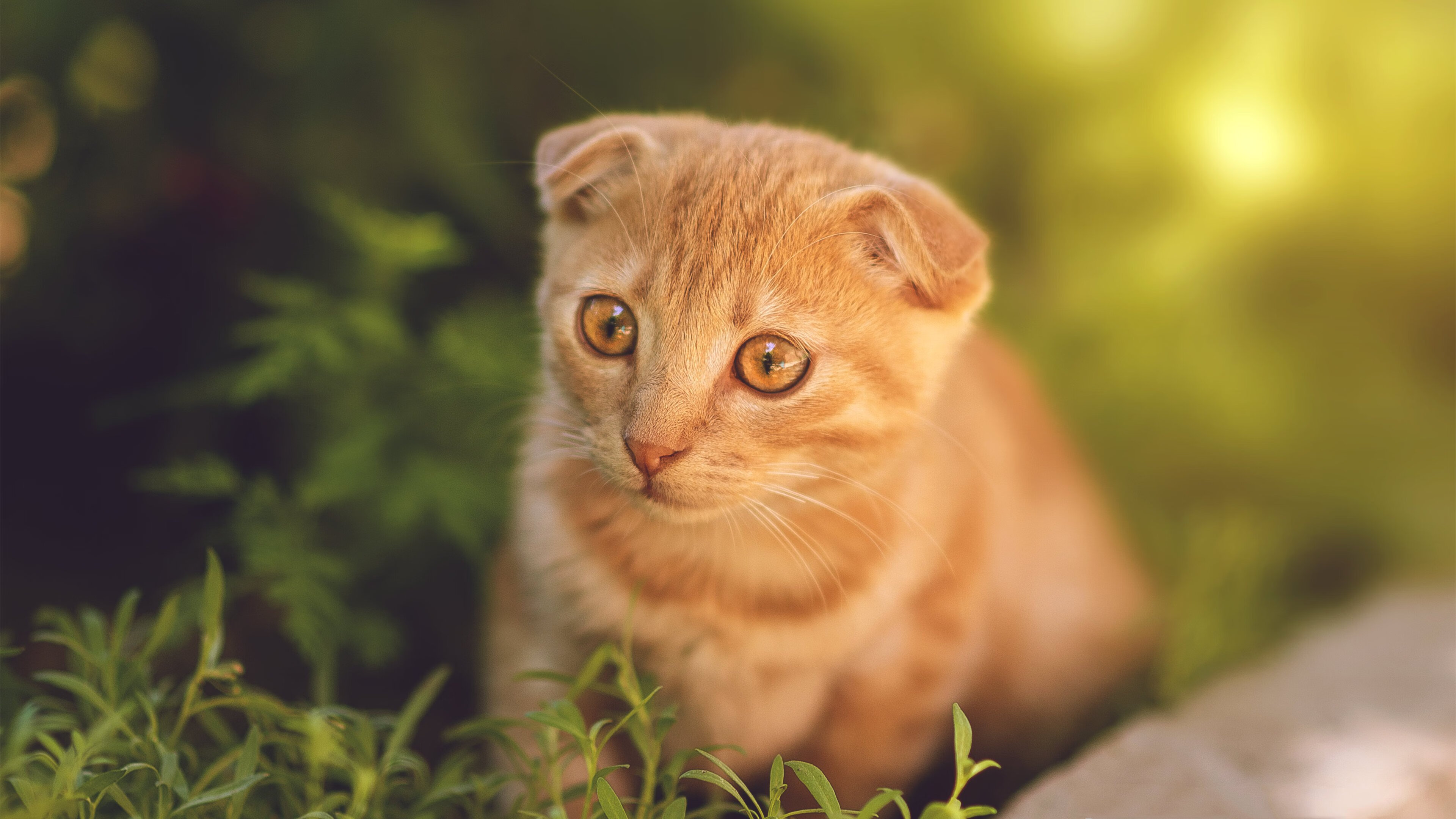 掌控与失控，足球场上最迷人的矛盾