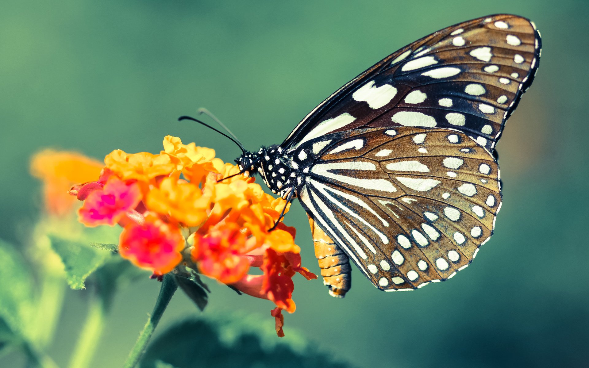 深圳队力克黄蜂，东契奇化身关键先生主导逆转好戏