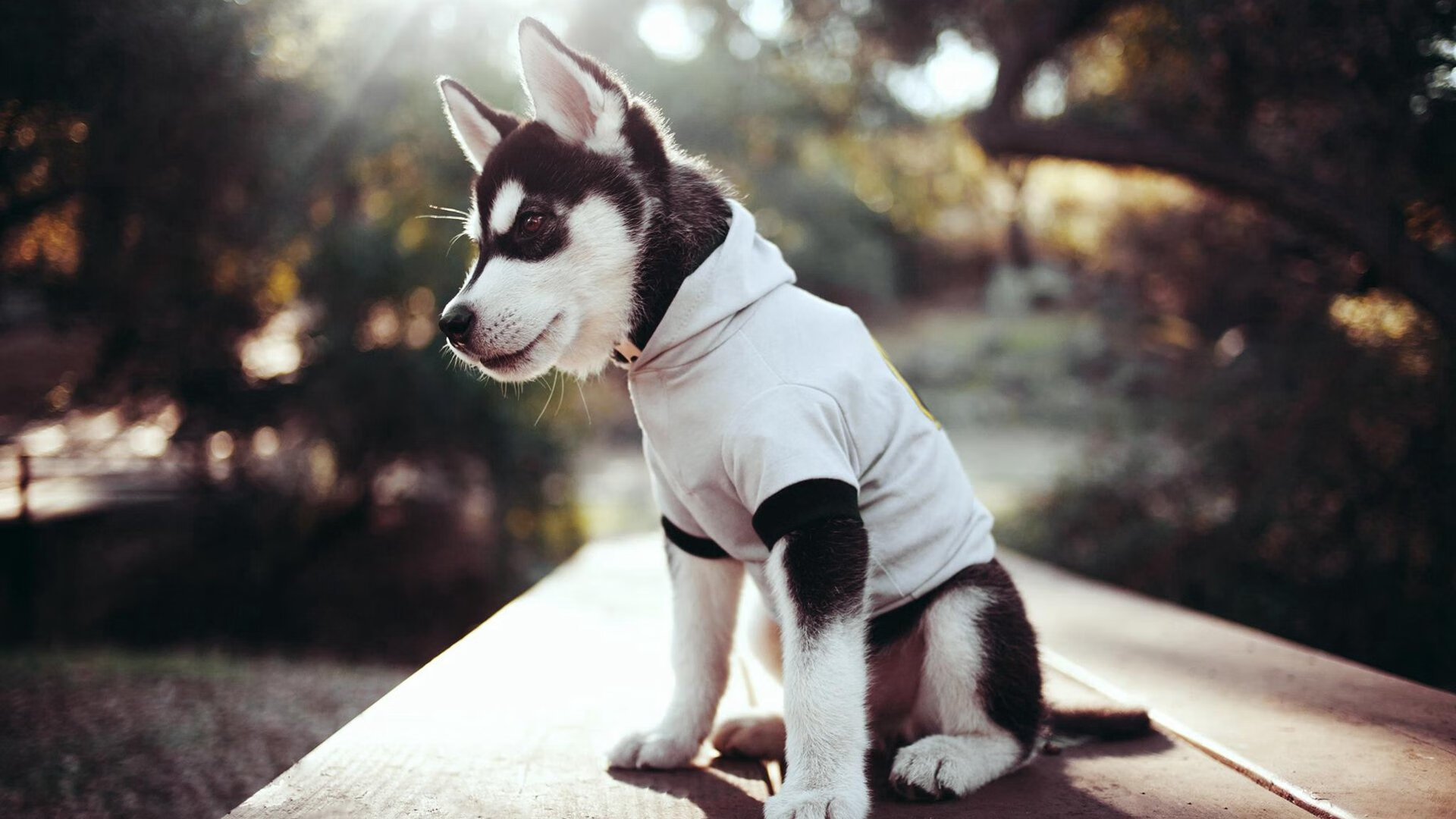 剑指苍穹，基米希一箭定乾坤，玻利维亚高原神话撼罗马