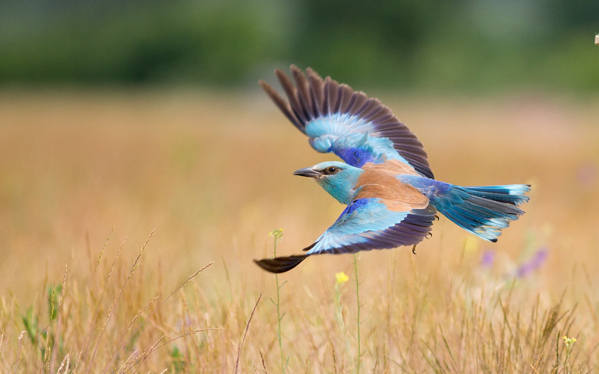 黑白直播-莫兰特存在感拉满，山西队险胜76人，一场跨联盟的篮球盛宴