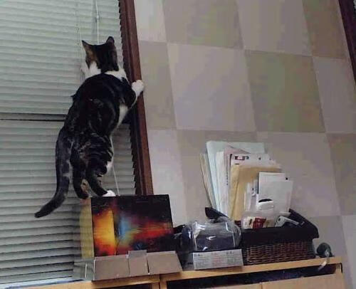 黑白直播nba在线观看-无声惊雷，当猛龙的利爪撕破活塞的铁壁，欧冠战魂在篮球场重燃