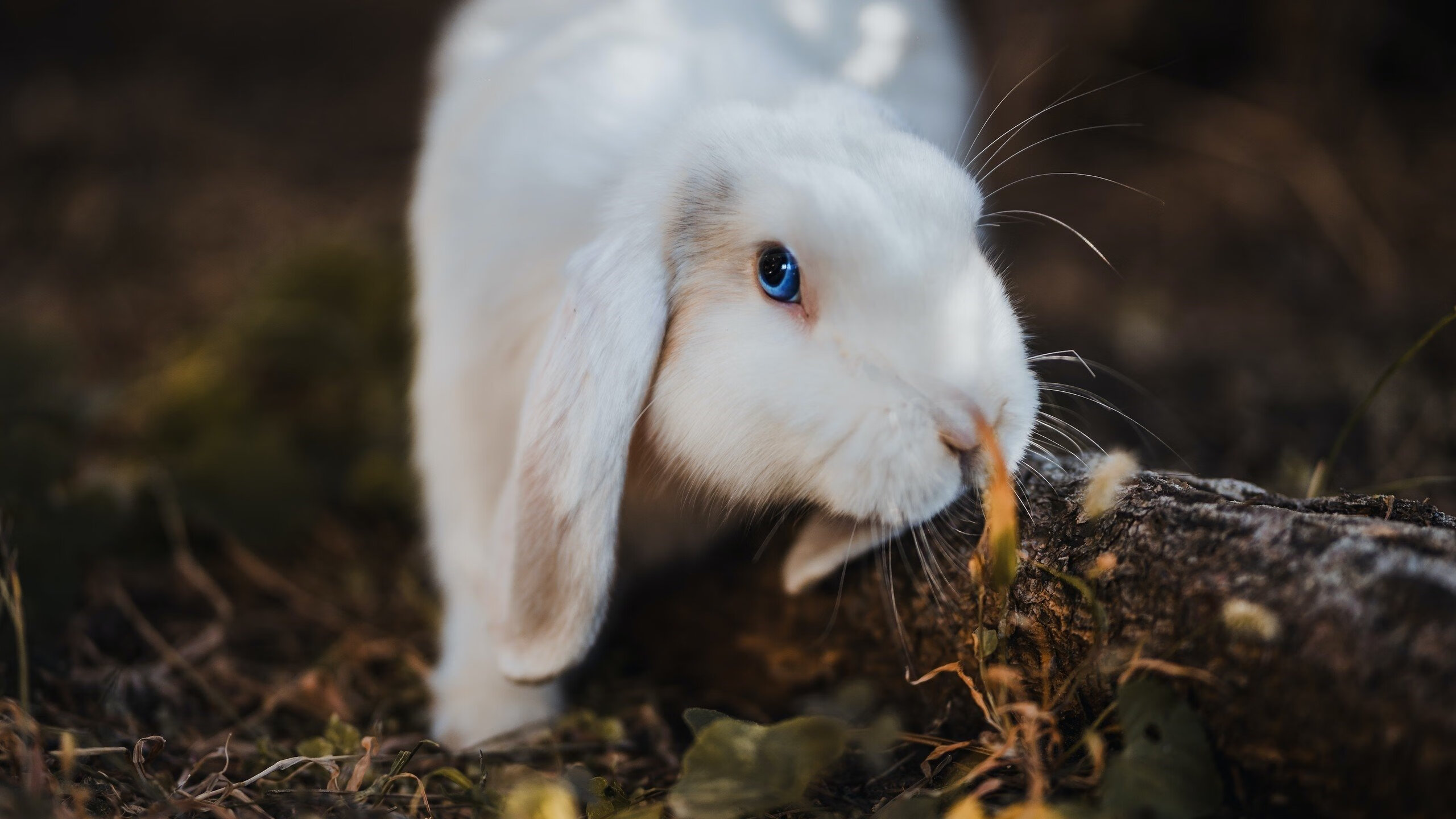 黑白直播nba在线观看-戈麦斯大师级调度，荷兰窒息节奏绞杀加纳