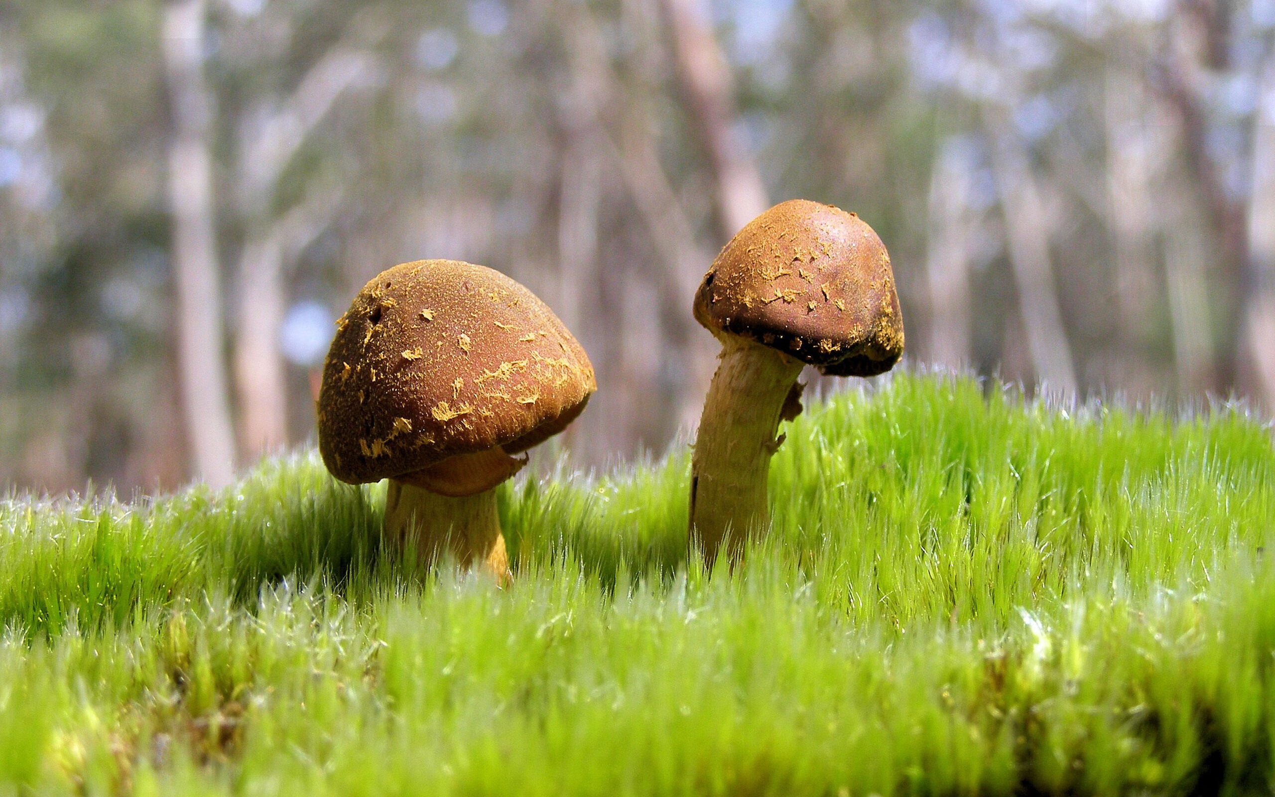 绿茵之外的角力，当美加墨世界杯战火正酣，广厦以铁血定义强压