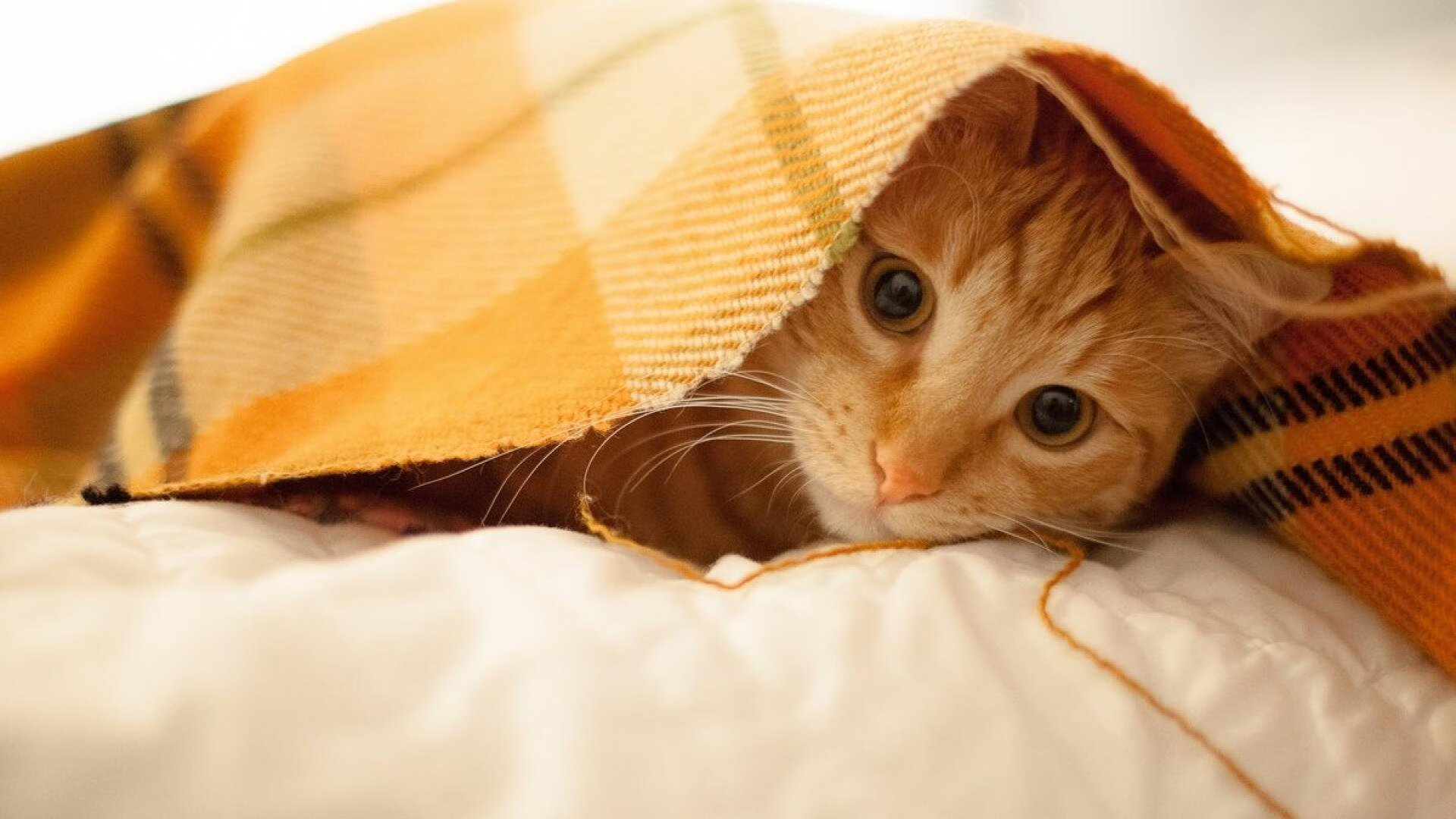 绿茵决战与北境风暴，当欧冠巅峰对决映照NBA晋级之路