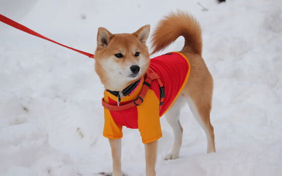 加克波大场面先生,美国对阵土耳其的绿茵传奇