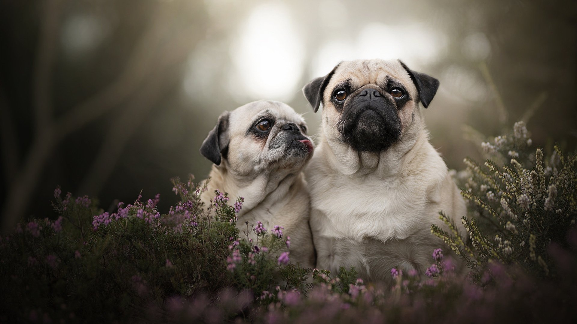 弗拉霍维奇一球封神!2026世界杯之夜塞尔维亚绝杀定乾坤