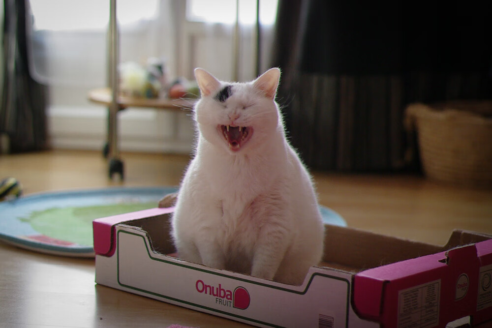 黑白直播在线观看-世界排名争夺战焦点战,热火强势制霸黄蜂,东部格局再起波澜