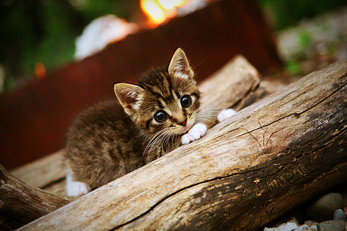 当国王在森林狼领地翻盘，浓眉的统治力如何映射英超争冠的终极哲学