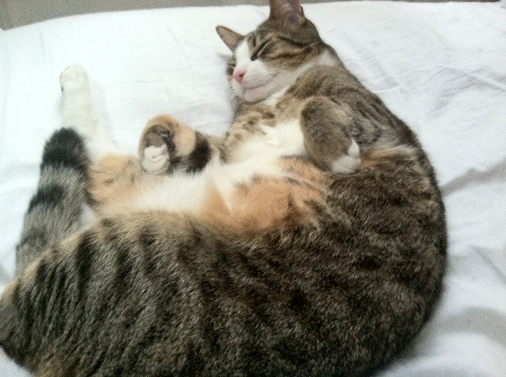 黑白直播免费体育直播-奥运周期关键战上演大冷门，秘鲁爆冷力克喀麦隆