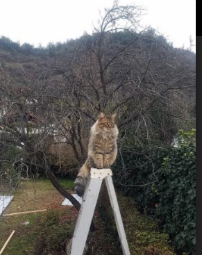 青绿风暴,塔图姆用全场最高分砸碎西决生死战的命运枷锁
