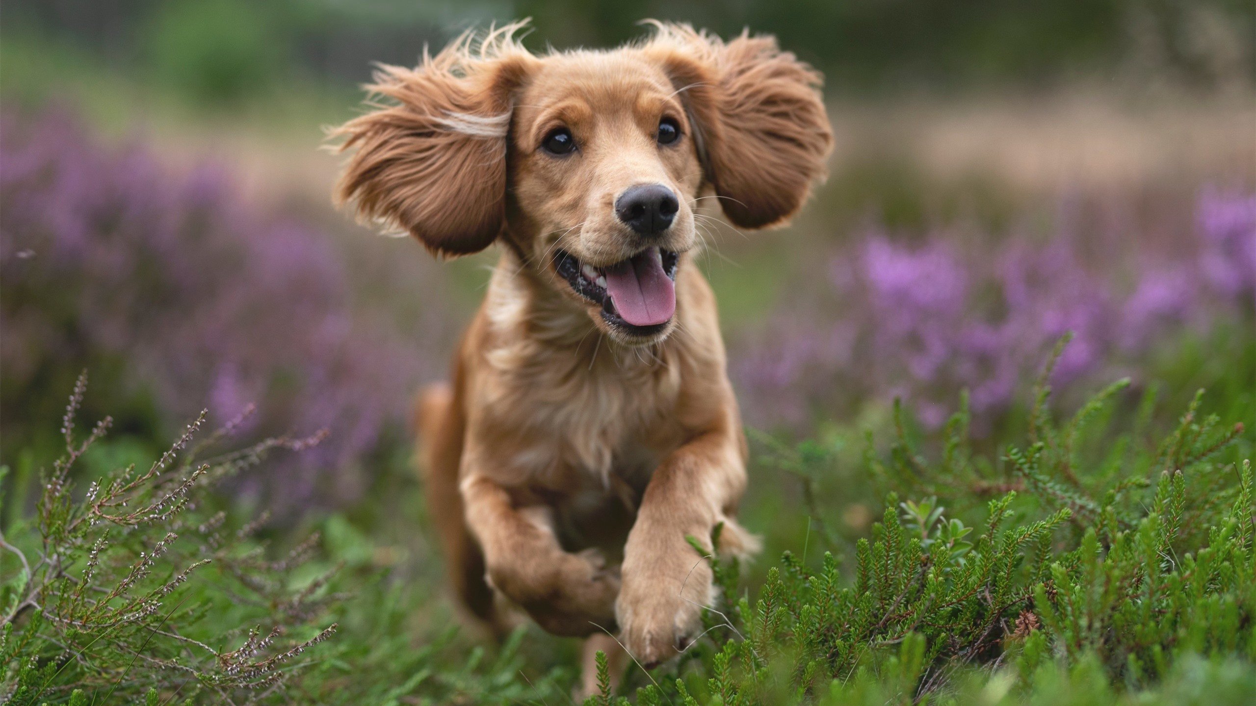 F1新赛季揭幕战焦点,奥地利站末节激战,几内亚黑马虽败犹荣