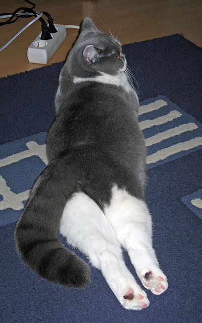 F1街道赛焦点战,吉林队狂胜猛龙,赛车界的震撼对决