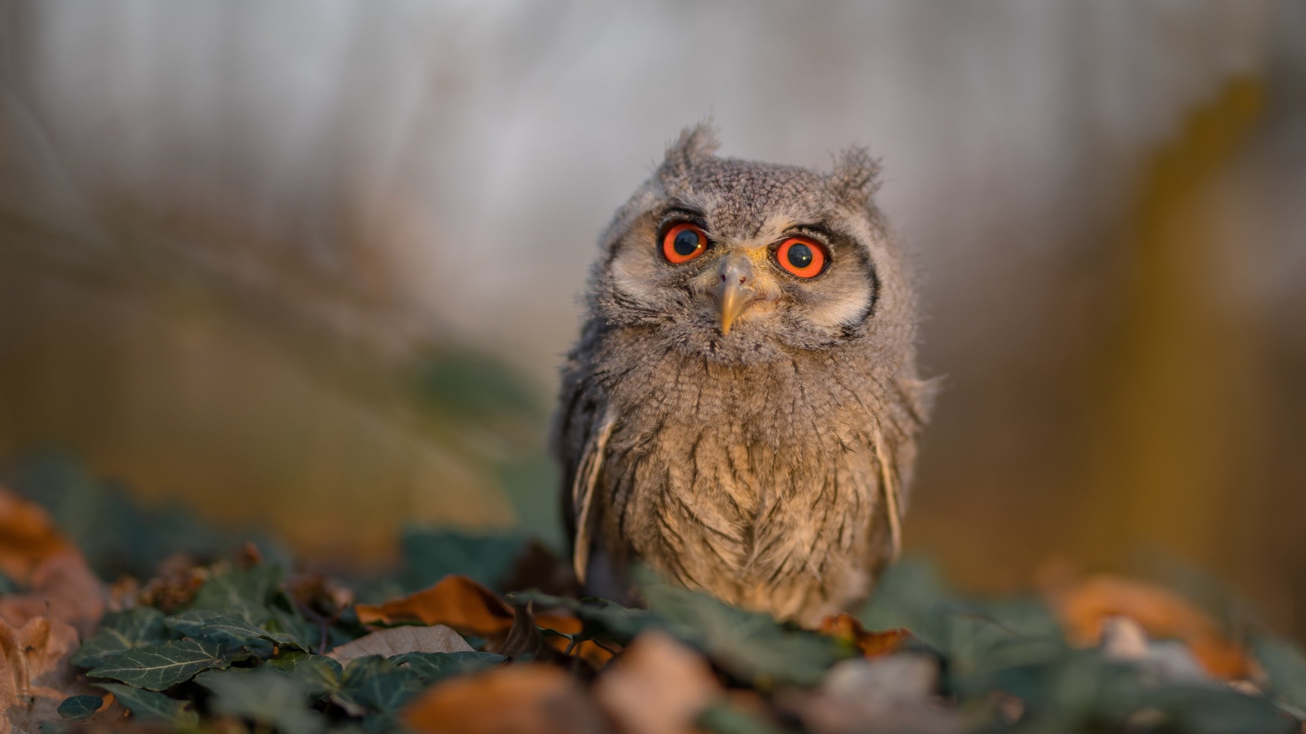 英格拉姆狂砍统治级数据，篮网主场力挫热火