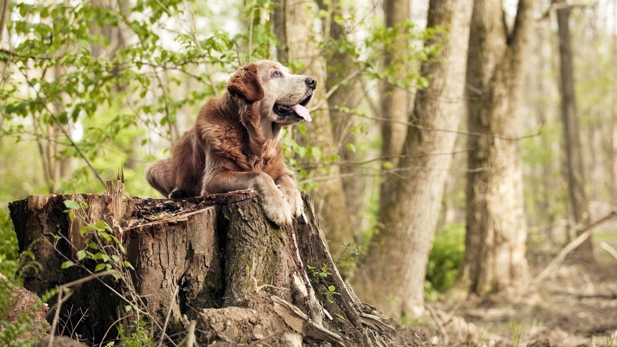 李刚仁，绿茵棋盘上的国际象棋大师，一人压制厄瓜多尔半场