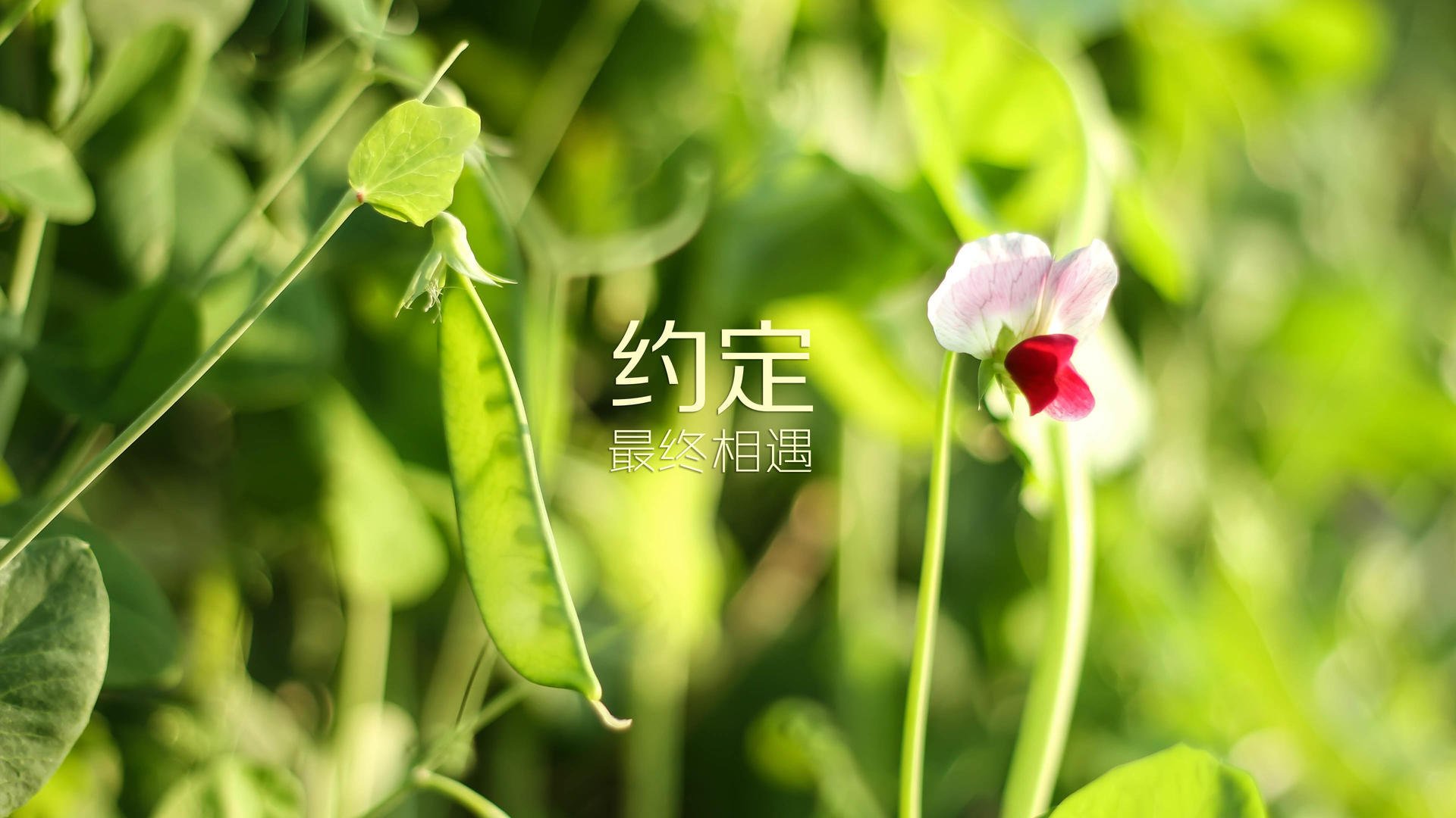 橙衣军团统治H组,控球压制波兰,京多安致命一击定乾坤